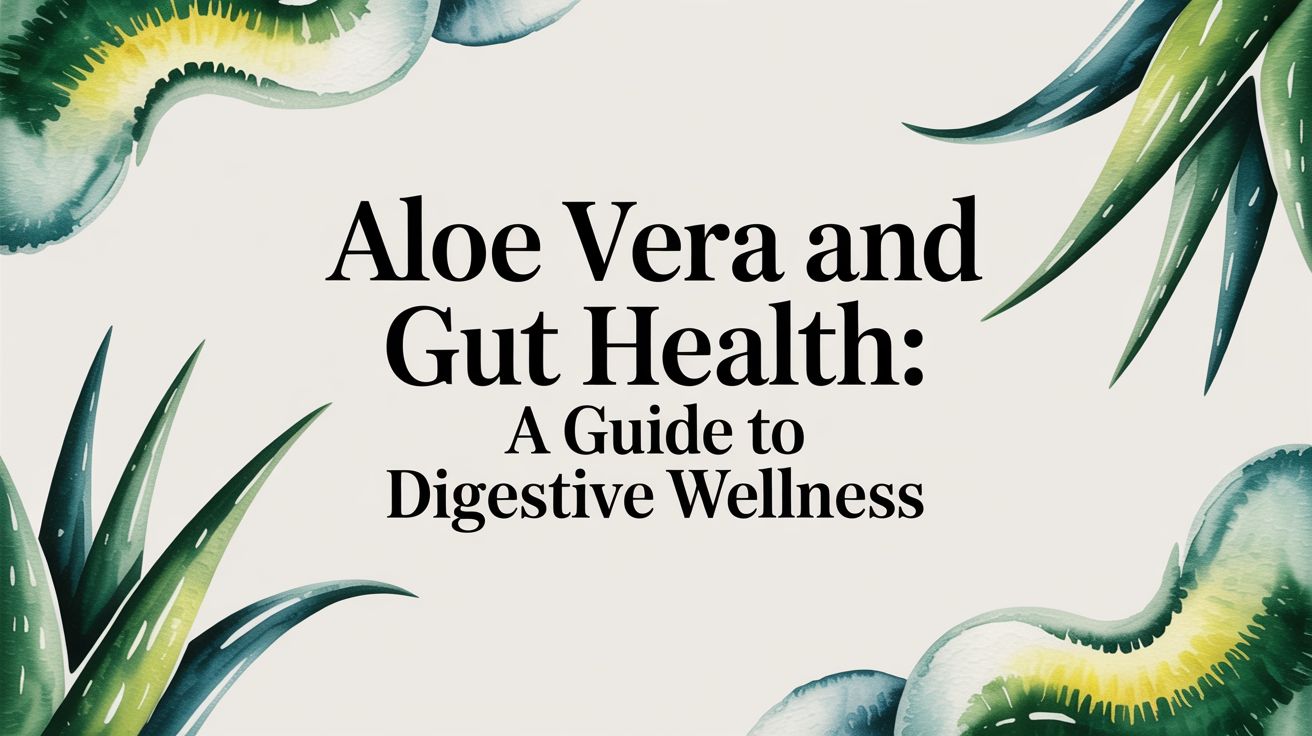 Aloe Vera and Gut Health: A Guide to Digestive Wellness