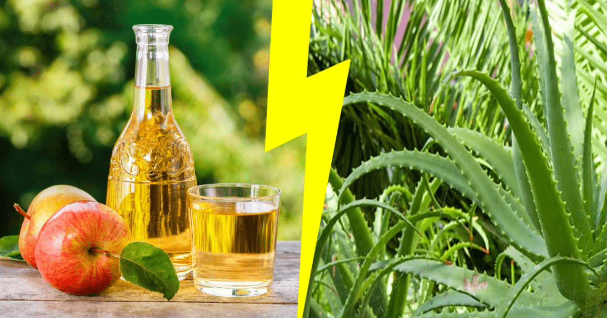 Aloe Vera vs. Apple Cider Vinegar: Which one should you take? - AloeCure