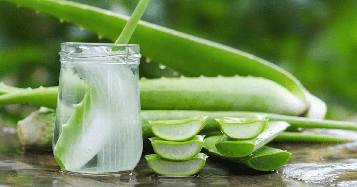 Is Consuming Aloe Vera Safe? - AloeCure