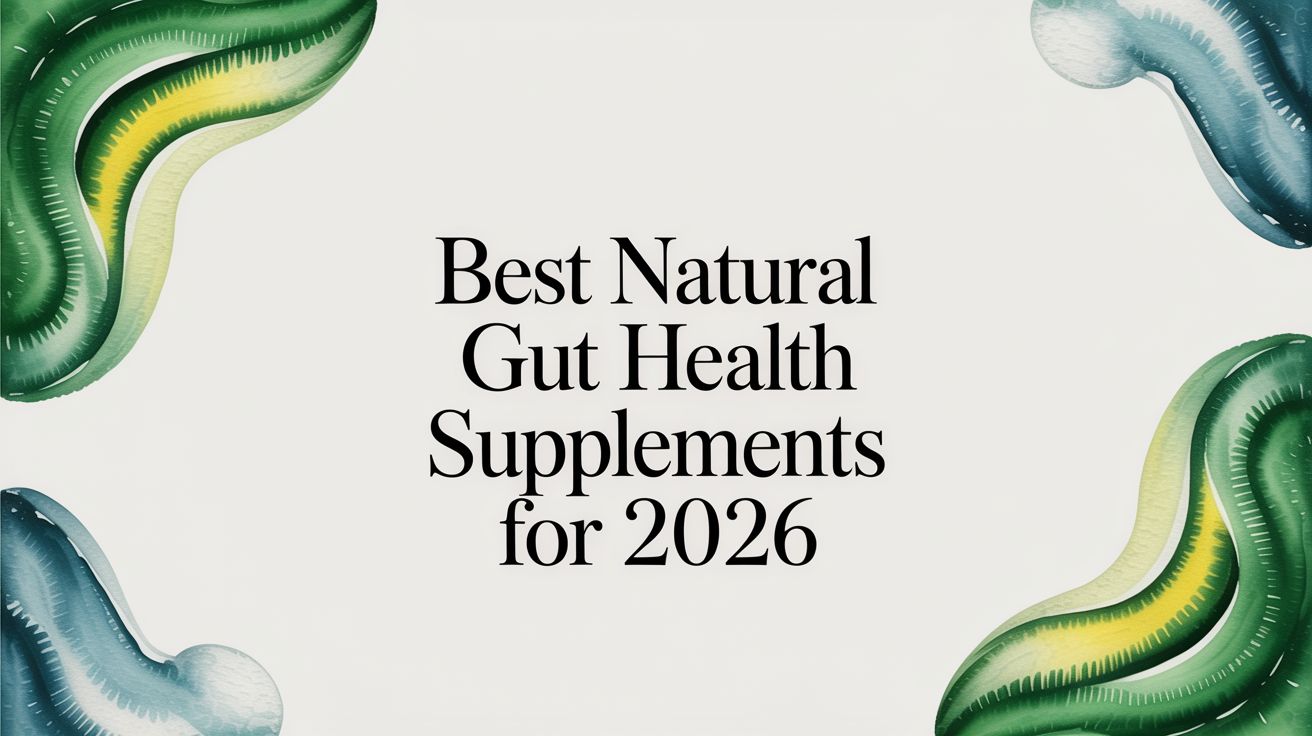 Best Natural Gut Health Supplements for 2026