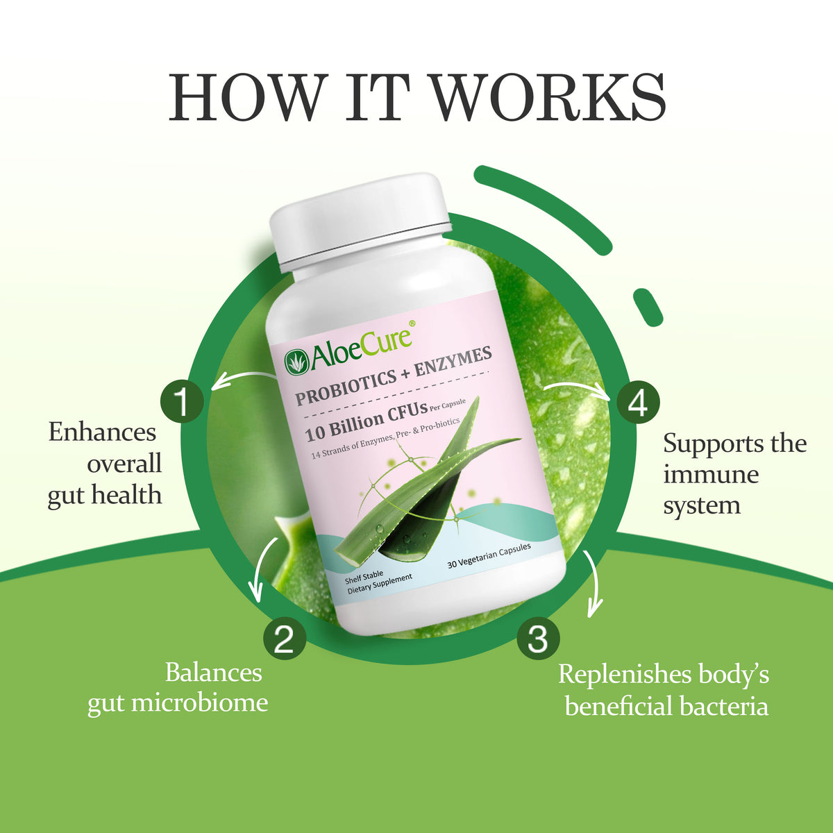 Pre+Probiotic &amp; Digestive Enzyme Blend